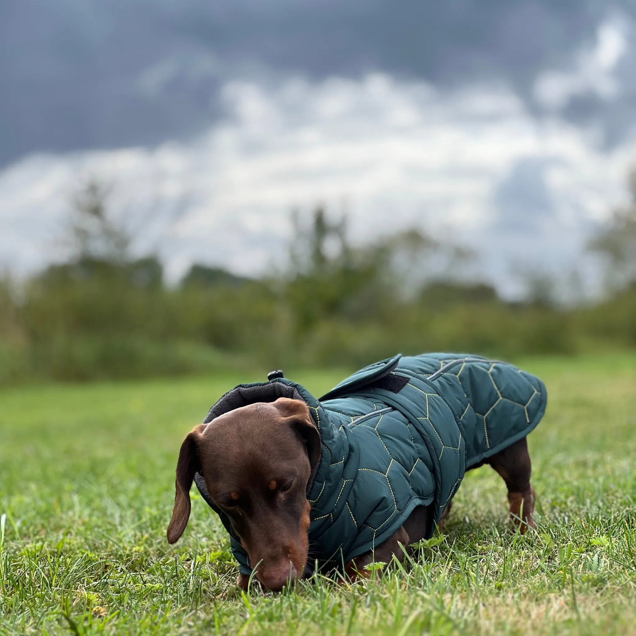 Dachshund Winter Coat - Waterproof