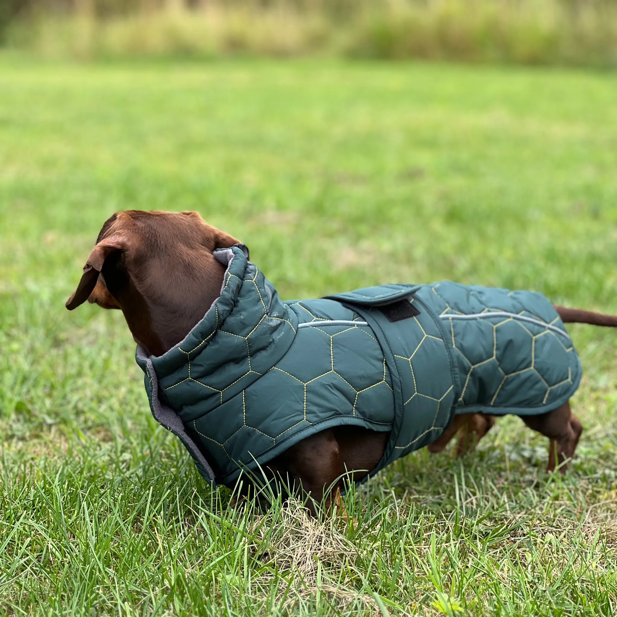 Dachshund Winter Coat - Waterproof